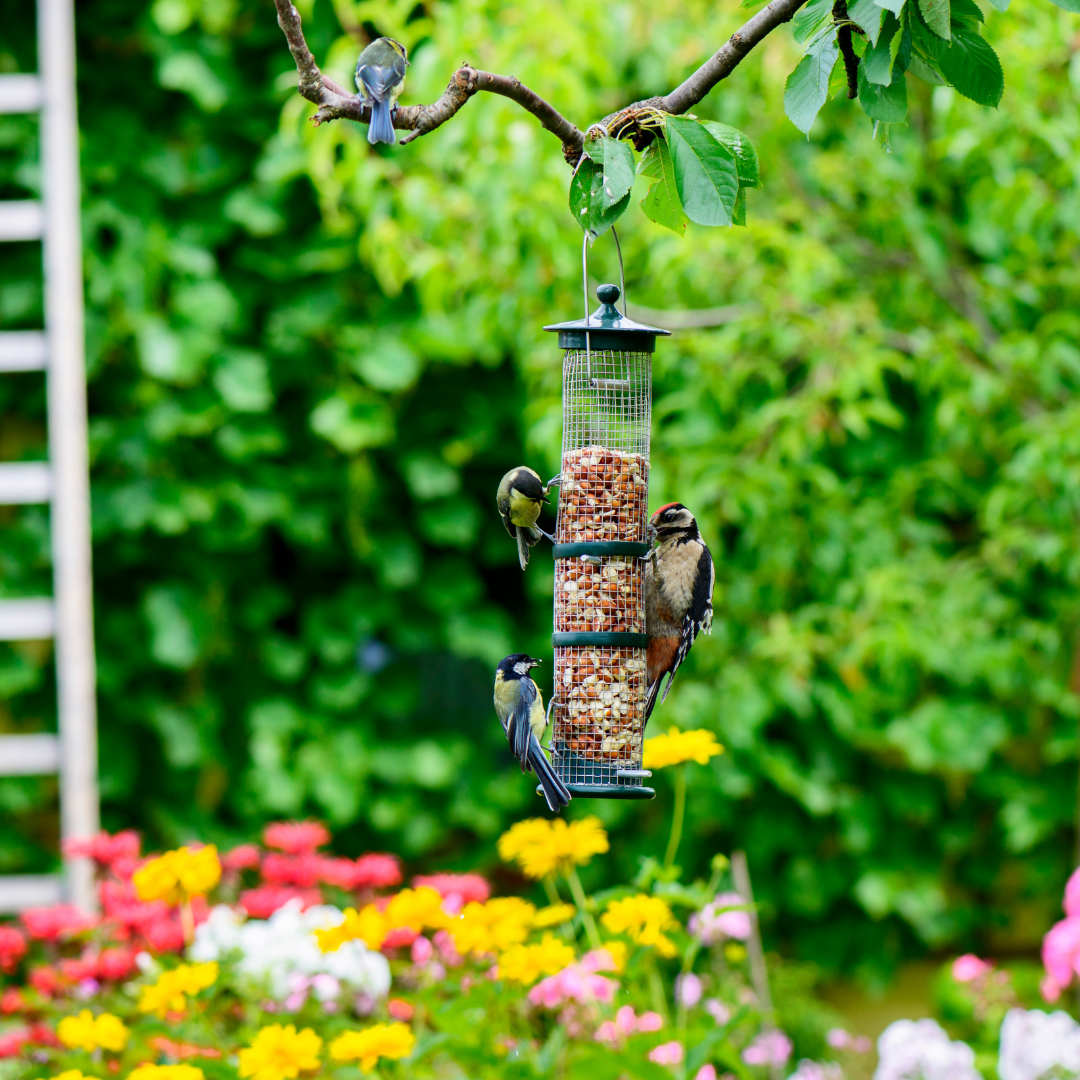 Birds on a feeder